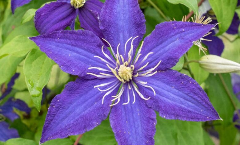 Garden clematis grows superbra