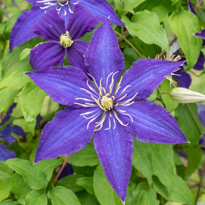 Garden clematis grows superbra