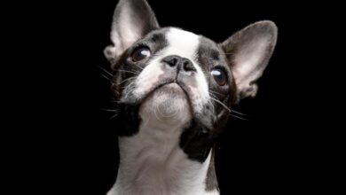 Perros que viven mas