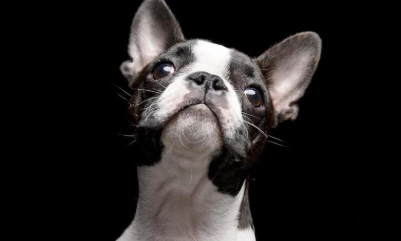 Perros que viven mas