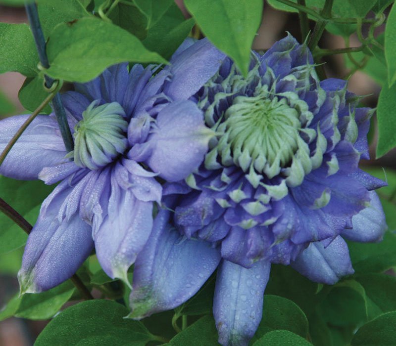 Ukraine gardener clematis flowers