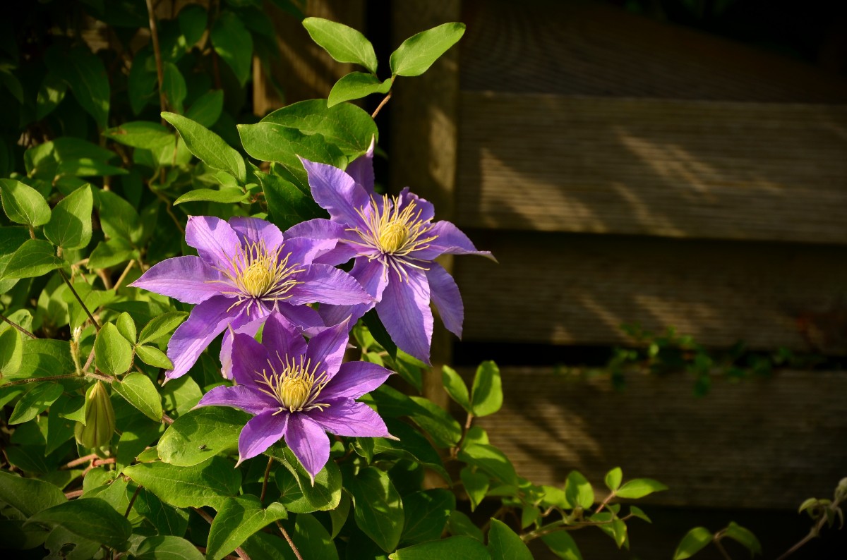 Clematis president powojnik wielkokwiatowy vines beechmount
