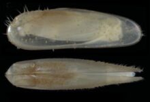 Mussels new species underwater forest