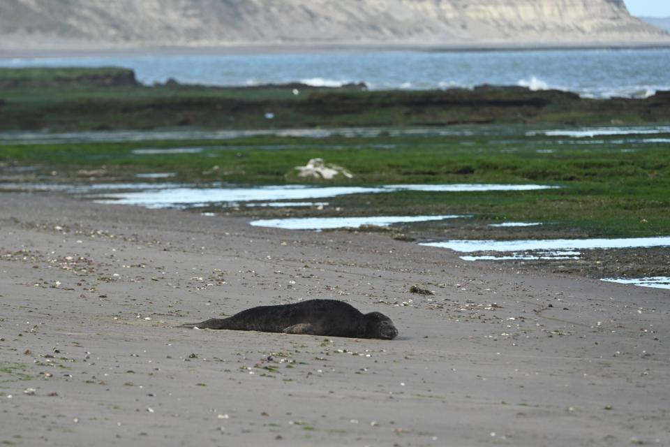 Elephant seals pup drowning