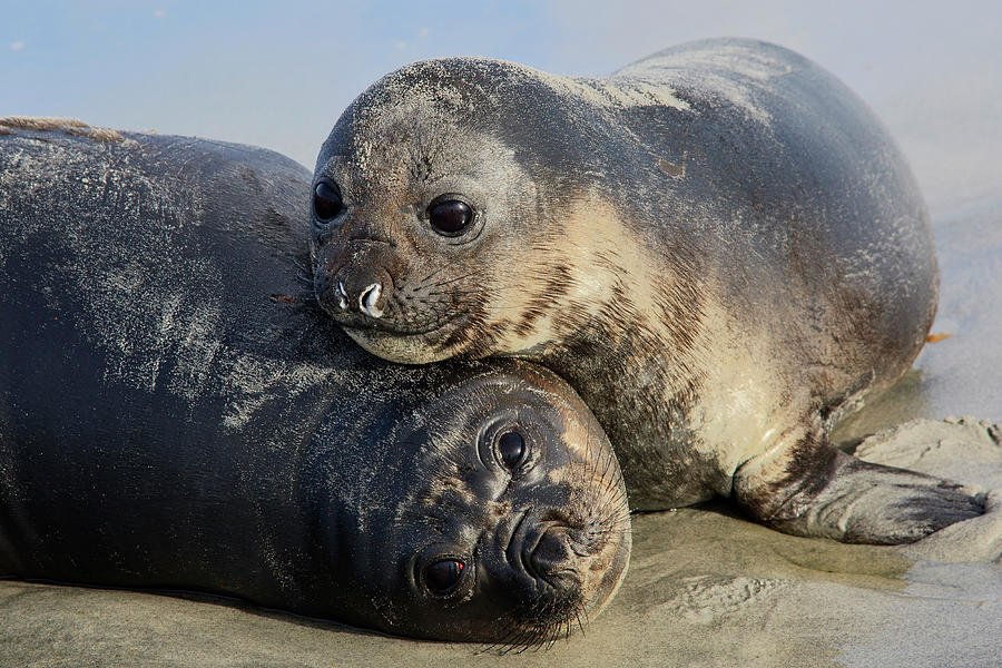 Elephant seals pup drowning