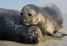 Elephant seals pup drowning