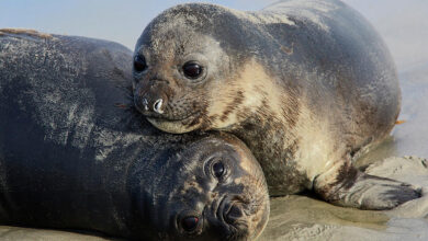 Elephant seals pup drowning