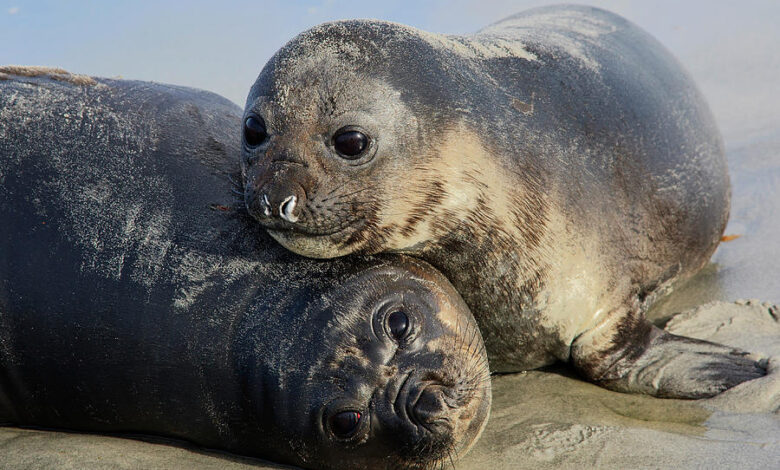Elephant seals pup drowning