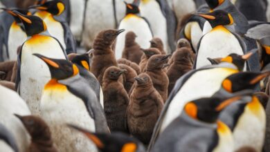 Antarctica bird flu penguins