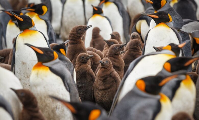 Antarctica bird flu penguins