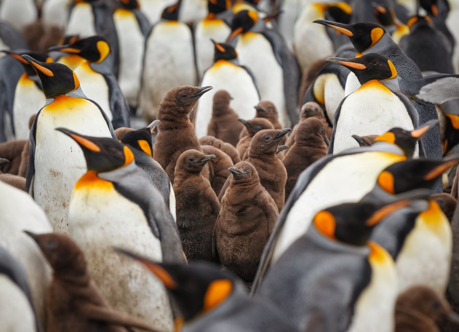 Antarctica bird flu penguins