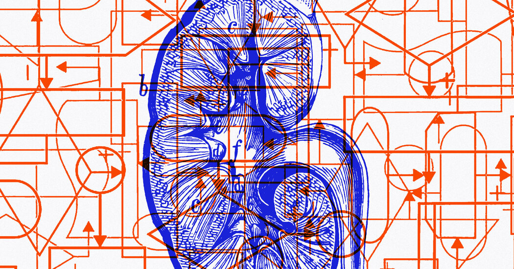Alvin roth kidney transplants