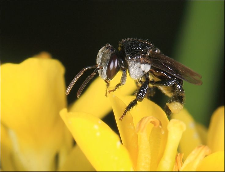 Peru amazonia abejas sin aguijon