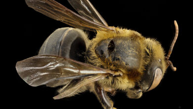 Peru amazonia abejas sin aguijon