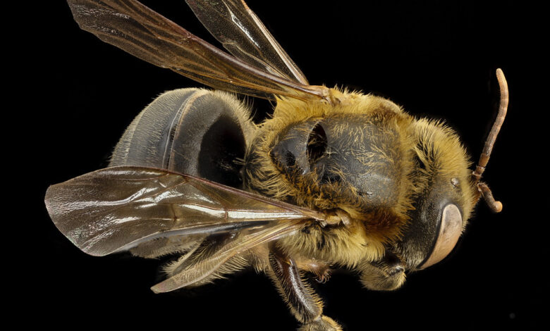 Peru amazonia abejas sin aguijon