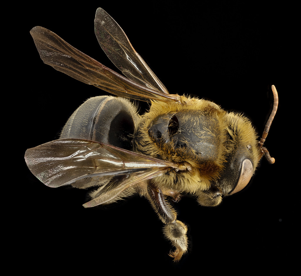 Peru amazonia abejas sin aguijon