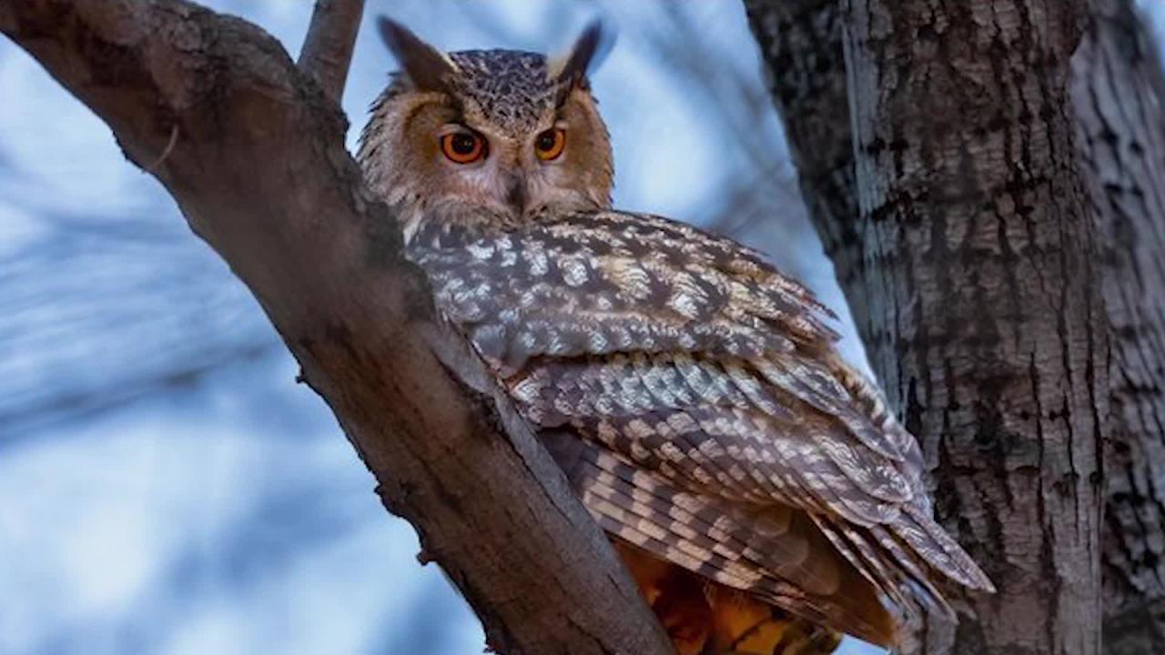 Flaco eurasian eagle owl nyc