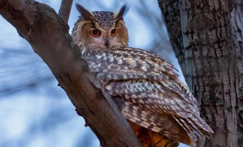 Flaco eurasian eagle owl nyc