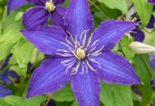 Garden clematis grows superbra