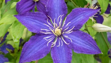 Garden clematis grows superbra