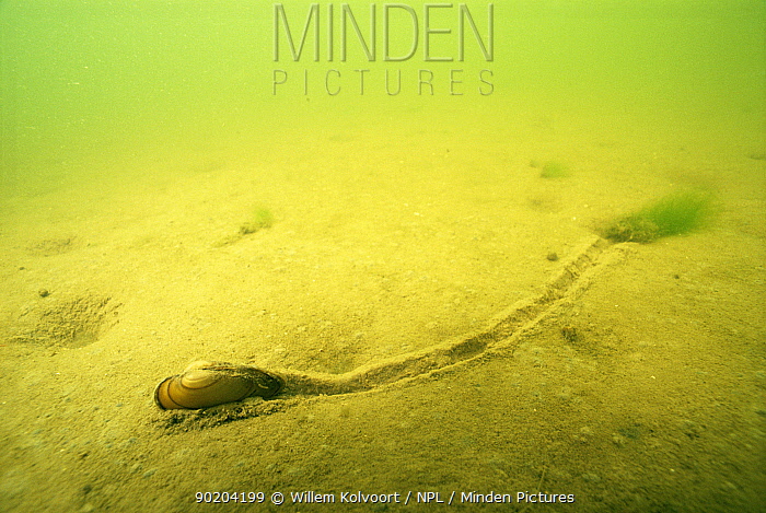 Mussels new species underwater forest