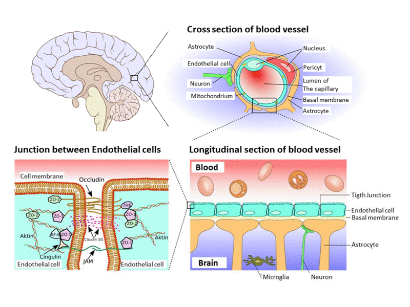 Barrera hematoencefalica alzheimer ultrasonido