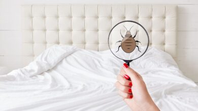 Bed bugs rent lease