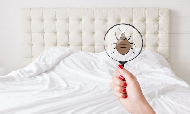 Bed bugs rent lease