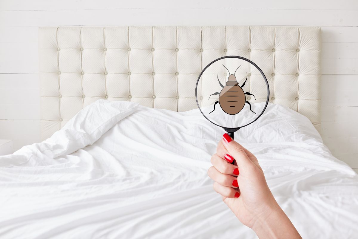 Bed bugs rent lease