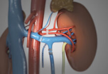 Alvin roth kidney transplants