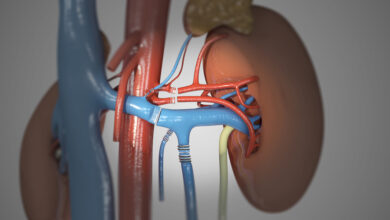 Alvin roth kidney transplants