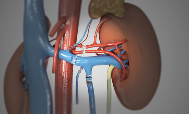 Alvin roth kidney transplants