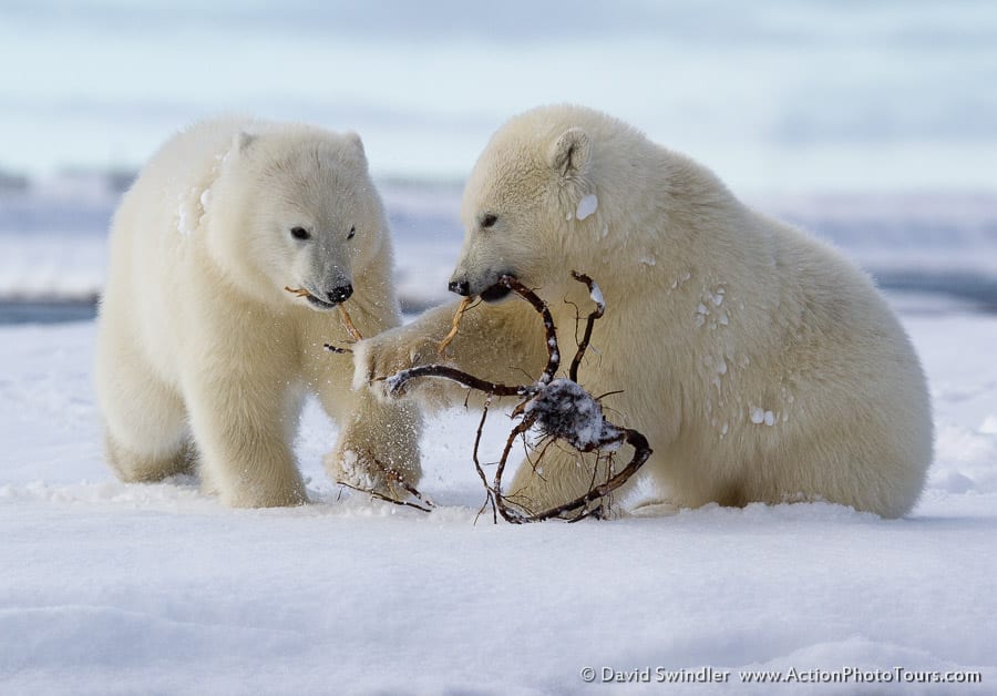 Gripe aviar oso polar alaska