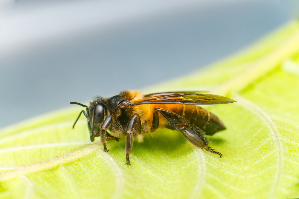 Peru amazonia abejas sin aguijon