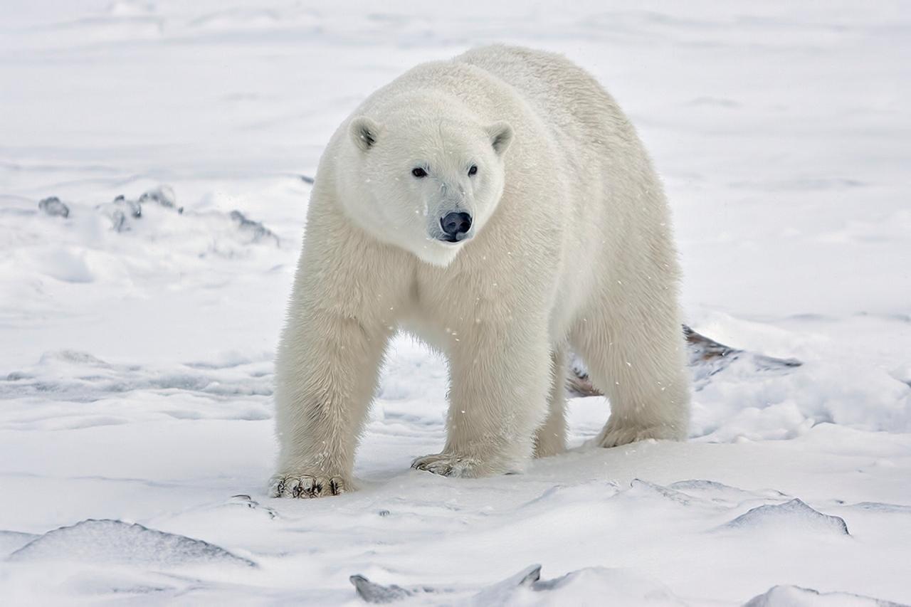 Gripe aviar oso polar alaska