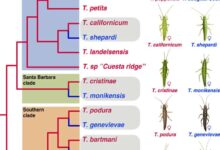 Valentines day sexual reproduction parthenogenesis