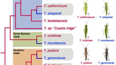Valentines day sexual reproduction parthenogenesis