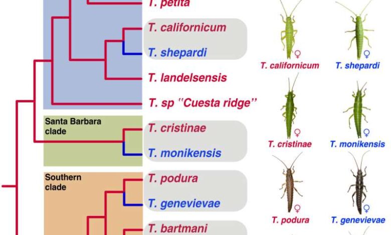 Valentines day sexual reproduction parthenogenesis