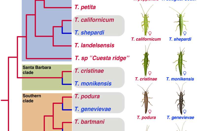 Valentines day sexual reproduction parthenogenesis