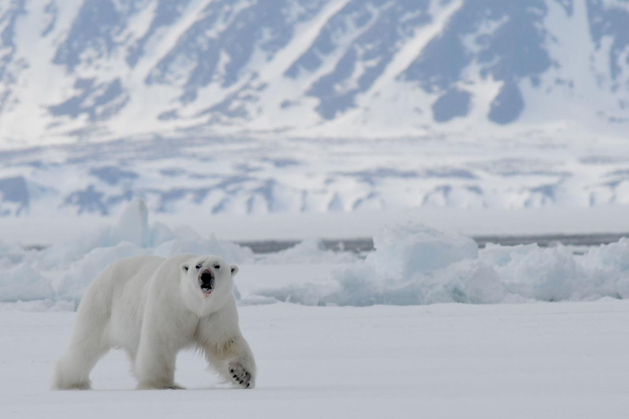 Gripe aviar oso polar alaska