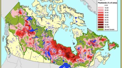 Canada boreal forest logging