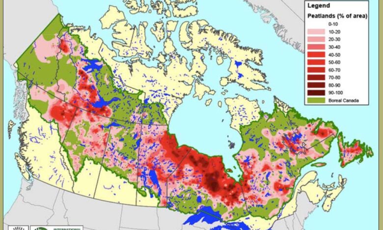 Canada boreal forest logging