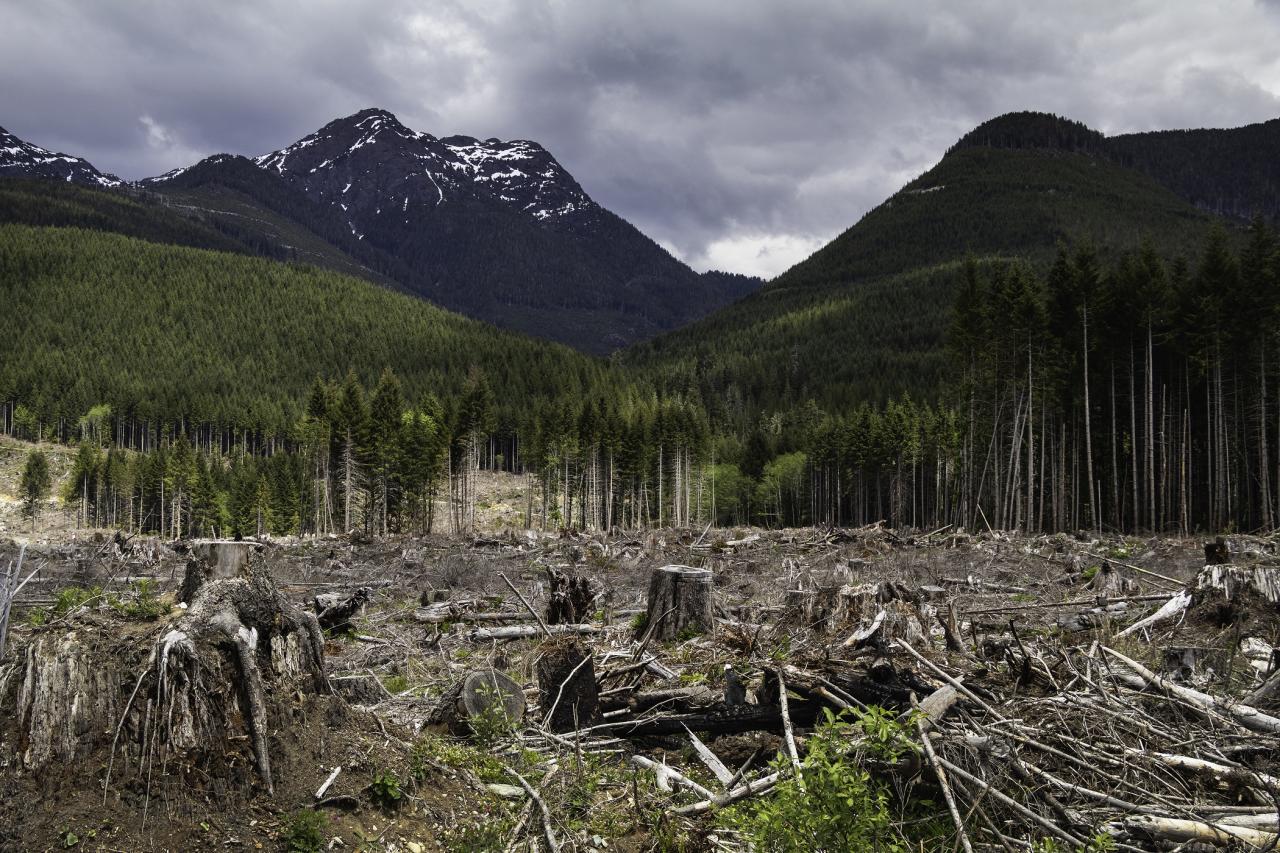 Canada boreal forest logging