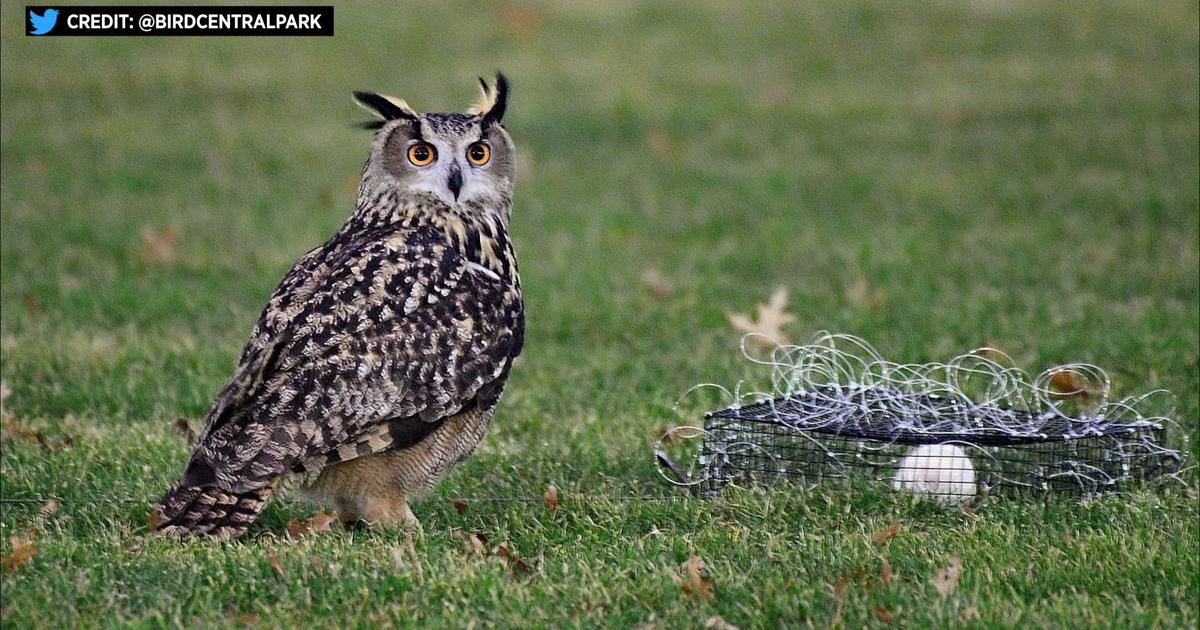 Owl eurasian thecareyadventures