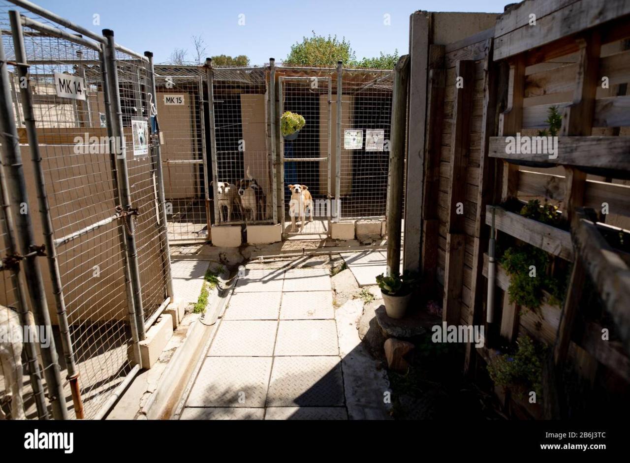 Dog shelter freedom house rehab