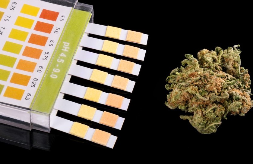 Cannabis dea drug test