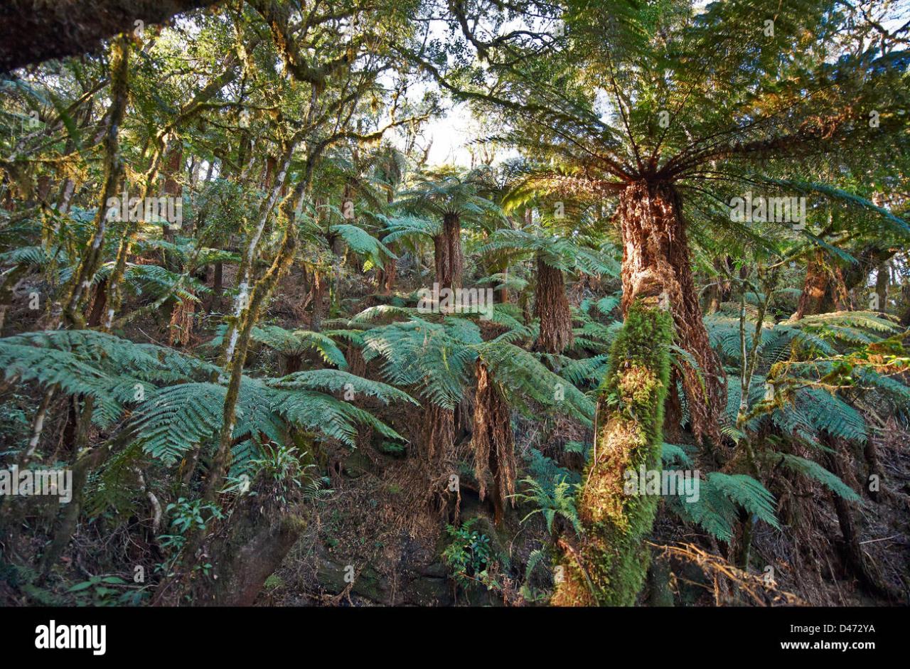 Zombie roots tree fern panama