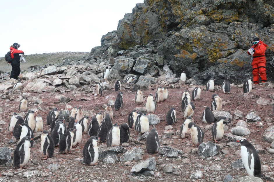 Antarctica bird flu penguins