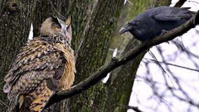 Bird strikes flaco owl