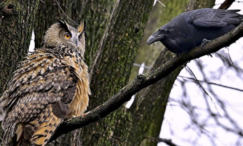 Bird strikes flaco owl